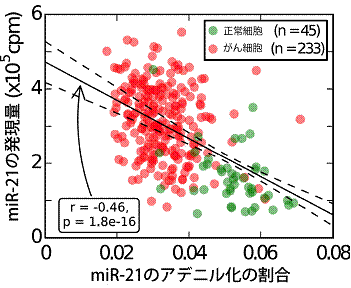 がん細胞と正常細胞におけるmiR-21の発現量とアデニル化の関係の図