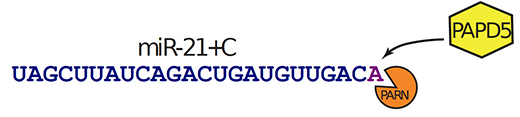 miR-21の分解に関わる2つの酵素の図