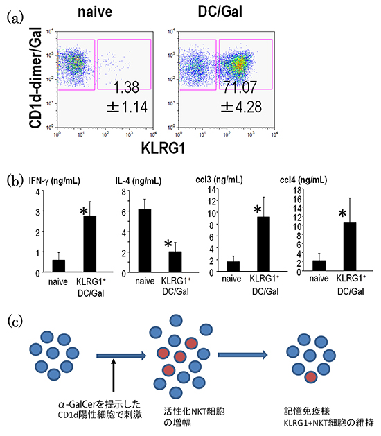 記憶免疫機能を持つナチュラルキラーT（NKT）細胞を発見 | 理化学研究所