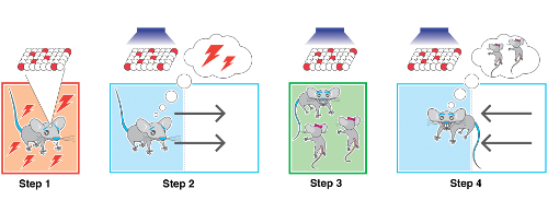 cartoon showing reactivated experiences via optogenetics