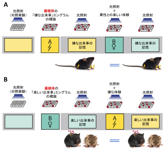 扁桃体を処理した場合の実験結果