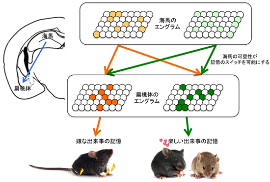 扁桃体では記憶の書き換えが起こらない