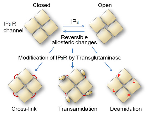 schematic of transglutaminase modulation of IP3Rs