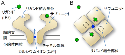 IP3受容体の模式図の画像