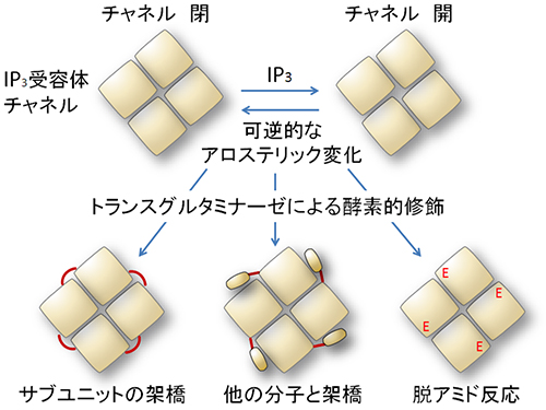 トランスグルタミナーゼによる新しいアロステリック制御メカニズムの図