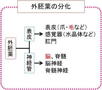 外胚葉の分化の図