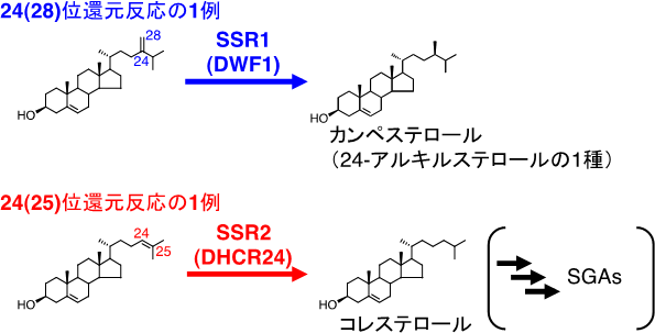 24(28)位還元反応と24(25)位還元反応の1例の図