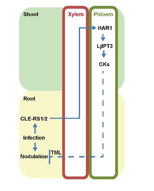 diagram of the model for root nodulation