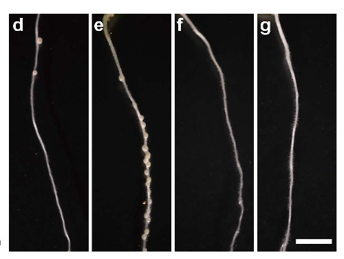 Photos of differing root nodules