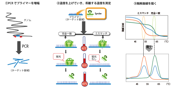 PEM法の概要の図①PCRでターゲット領域を増幅する　②温度を上げていき、剥離する温度を測定する。　③融解曲線を描く