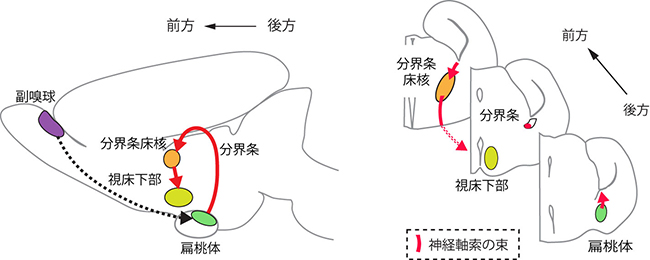 扁桃体から視床下部方面への軸索経路の例の図