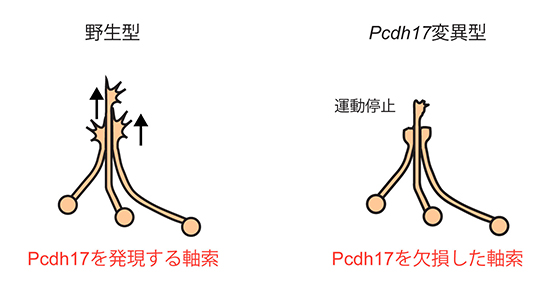 プロトカドヘリン17を欠損した軸索は伸長が阻害されるの図