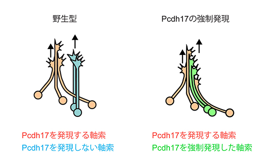 プロトカドヘリン17の強制発現による軸索伸長パターンの変化の図