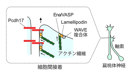 プロトカドヘリン17（Pcdh17）が細胞運動を制御する分子メカニズムの図