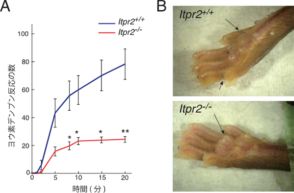 2型IP3受容体を欠損したマウスの発汗の様子の図