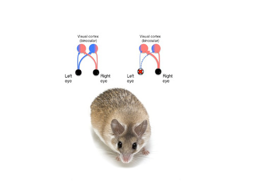diagram of ocular dominance plasticity and a gratuitous mouse
