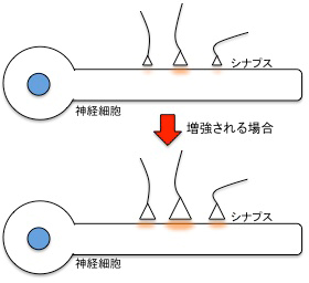 整調型可塑性の図