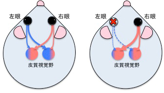 眼優位性の仕組みの図