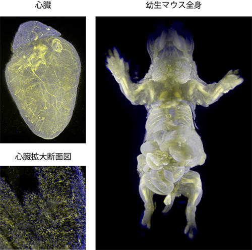 臓器と個体丸ごとイメージングの図（心臓、心臓拡大断面図、幼生マウス全身）