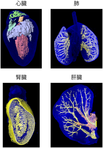 CUBICによる三次元解剖学の図（心臓、肺、腎臓、肝臓）