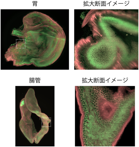 臓器丸ごと免疫染色の図(胃と拡大断面イメージ。腸管と拡大断面イメージ。)