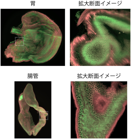 臓器丸ごと免疫染色の図（胃と拡大断面イメージ。腸管と拡大断面イメージ。）