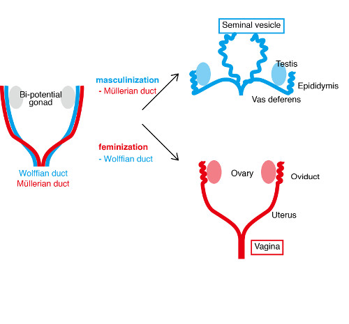 schematic depicting normal  development of the seminal vesicle and vagina