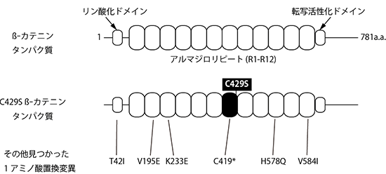β-カテニンタンパク質の構造模式図と1アミノ酸置換変異の位置関係図