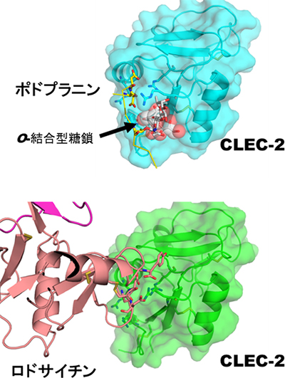 CLEC-2受容体がポドプラニン、ロドサイチンと結合する仕組みの図