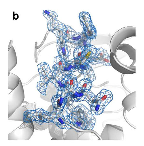 lysozyme structure