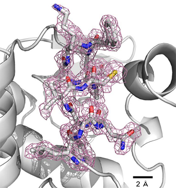 SFXにより決定したリゾチームのタンパク質結晶構造図