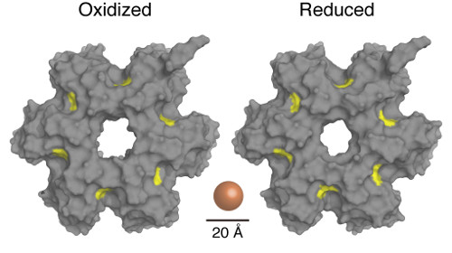 enzyme structure