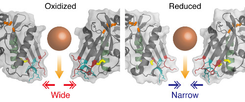 enzyme structure near the exit pore