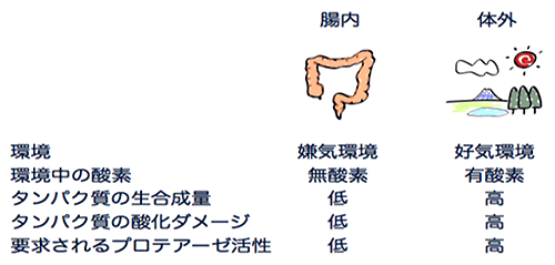 嫌気環境と好気環境の図