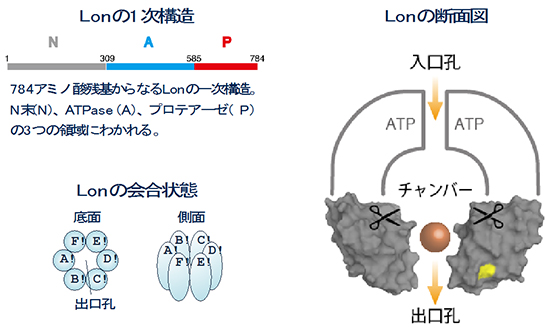 Lonの構造の図：Lonの1次構造。Lonの会合状態。Lonの断面図。