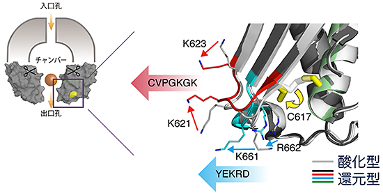 酸化還元スイッチによる出口孔サイズ変化の分子メカニズムの図