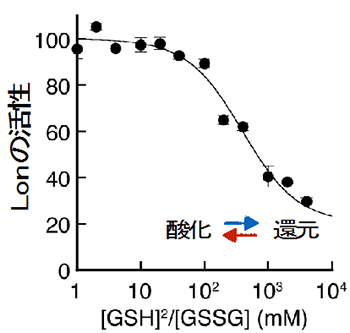 酸化還元環境の変化に伴うLonの活性変化の図