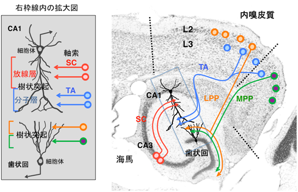 海馬の神経回路と層構造の図