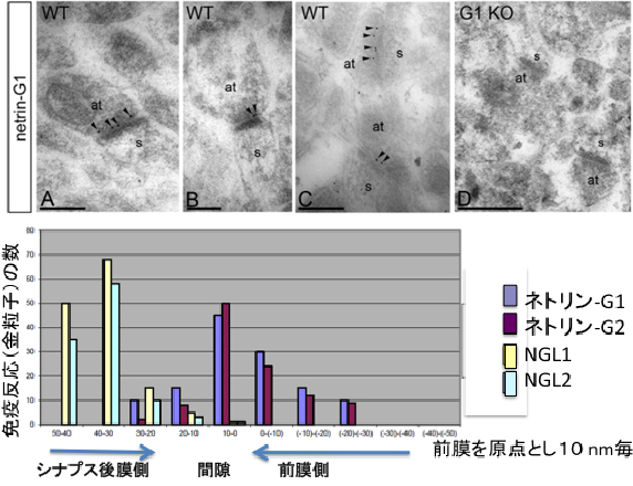 ネトリンGとNGLのシナプス局在の図