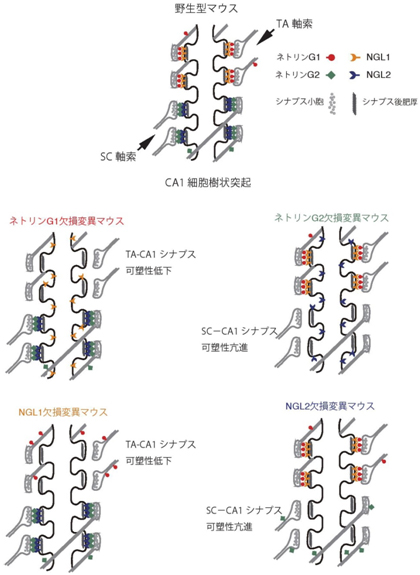 ネトリンG1/NGL1相互作用とネトリンG2/NGL2相互作用の相互依存性とシナプス可塑性の制御機能のパターン図