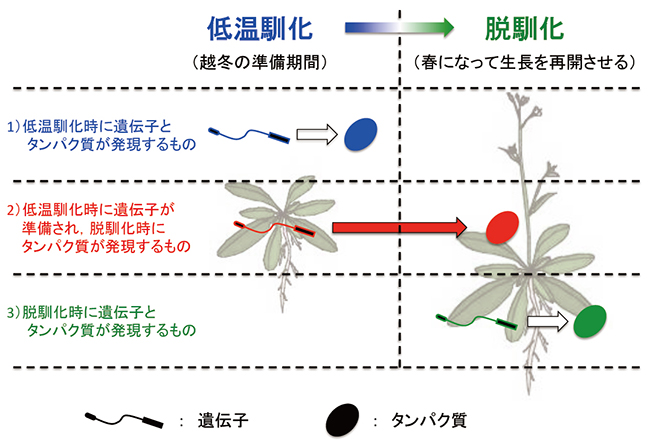 低温馴化・脱馴化時における遺伝子とタンパク質の発現の図