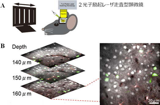 2光子励起カルシウムイメージング法による抑制性細胞と興奮性細胞の分布の観測の図
