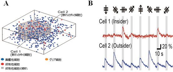抑制性細胞集団の内と外に位置する興奮性細胞における方位選択性の強さの違いの図