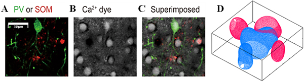 大脳皮質視覚野におけるPV細胞とSOM細胞の分布図