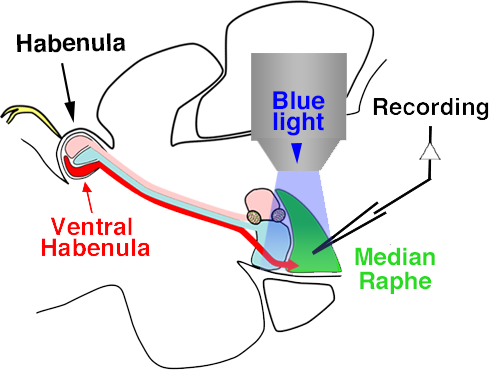 diagram depicting the stimulation and recording experiment