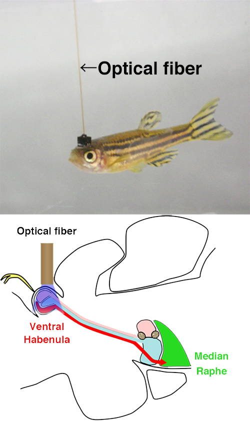 photo and diagram of the optogenetic stimulation setup
