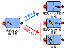 危険を知らせるシグナルに対して、回避行動を学習する能動的回避行動の学習実験の図