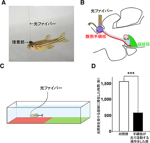 人為的に腹側手綱核の神経活動を上昇させることで、危険予測値を植え付けるの図