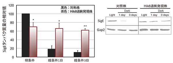 SigEタンパク質量の比較図