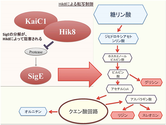 暗条件でHik8過剰発現によって変化する代謝の模式図の画像